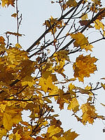 Výřez (R) 1/800 s,F4.0,ISO: 80,f 81 mm (35mm ekv.) | (c) Petr Koritina Výřez (R) 1/800 s,F4.0,ISO: 80,f 81 mm (35mm ekv.)