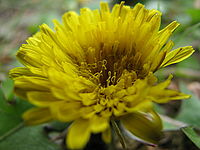 Náhled | (c) Petr Koritina Náhled