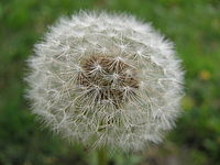 Náhled | (c) Petr Koritina Náhled