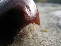 Náhled | (c) Petr Koritina Náhled