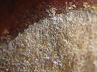 Výřez (R) 1/160 s,F4.0,ISO: 80,f 34 mm (35mm ekv.) | (c) Petr Koritina Výřez (R) 1/160 s,F4.0,ISO: 80,f 34 mm (35mm ekv.)