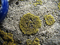 Náhled | (c) Petr Koritina Náhled