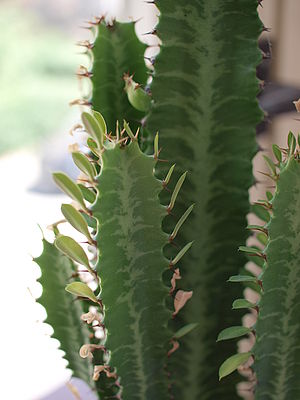 ISO: 100 Doba expozice: 1/100 s Clona: 3.2 | Jiří Beneš ISO: 100 Doba expozice: 1/100 s Clona: 3.2