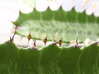 Makro | Jiří Beneš Makro