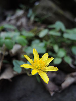 1/125 s, f/2.0, ISO: 80, Ohnisková vzdálenost (EQ35mm): 33 mm | (c) Petr Koritina 1/125 s, f/2.0, ISO: 80, Ohnisková vzdálenost (EQ35mm): 33 mm