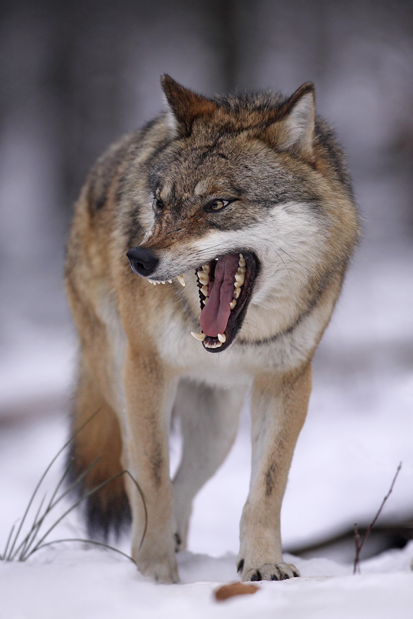 Vlk obecný - Canis lupus | FotoAparát.cz