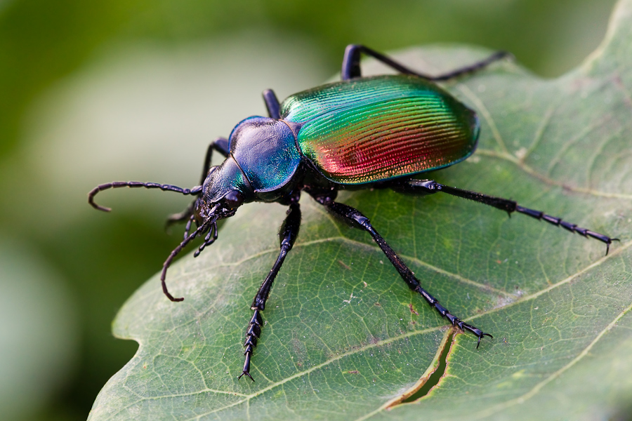 Какие жуки бывают в природе названия и фото